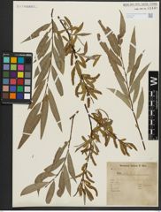 Foto von Salix alba L.